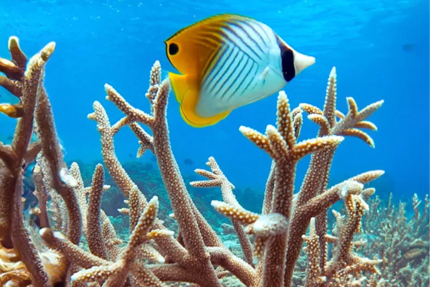 Guided snorkelling at Vakkaru Maldives house reef for all experience levels