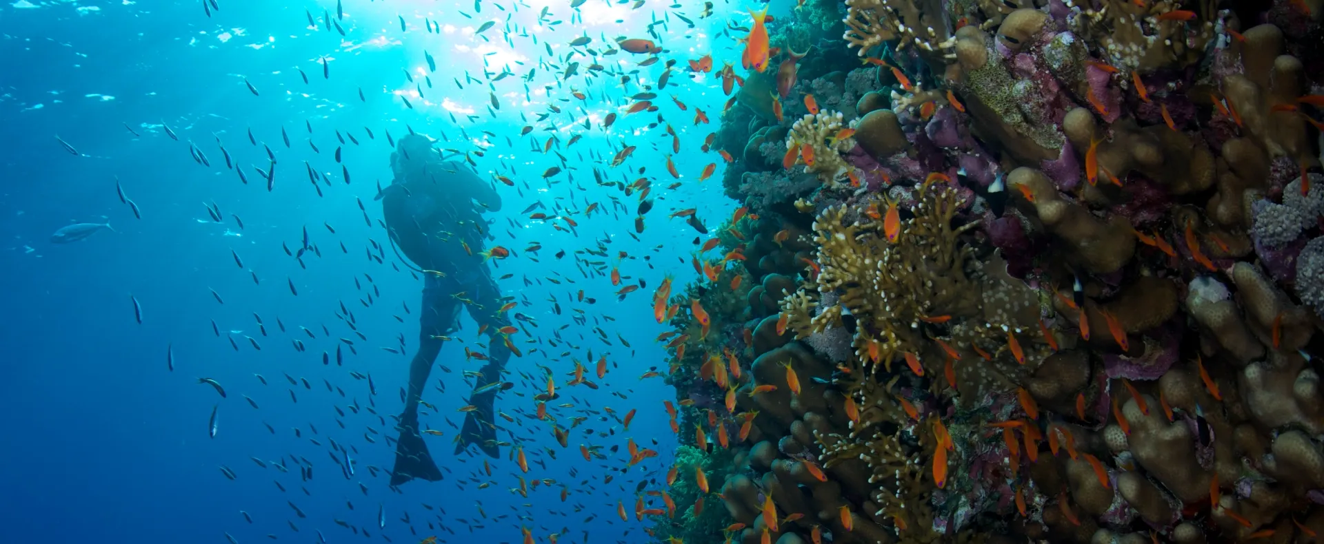 Scuba diving in Baa Atoll UNESCO Biosphere Reserve at Vakkaru Maldives