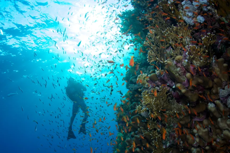 Scuba diving in Baa Atoll reefs near Vakkaru Maldives