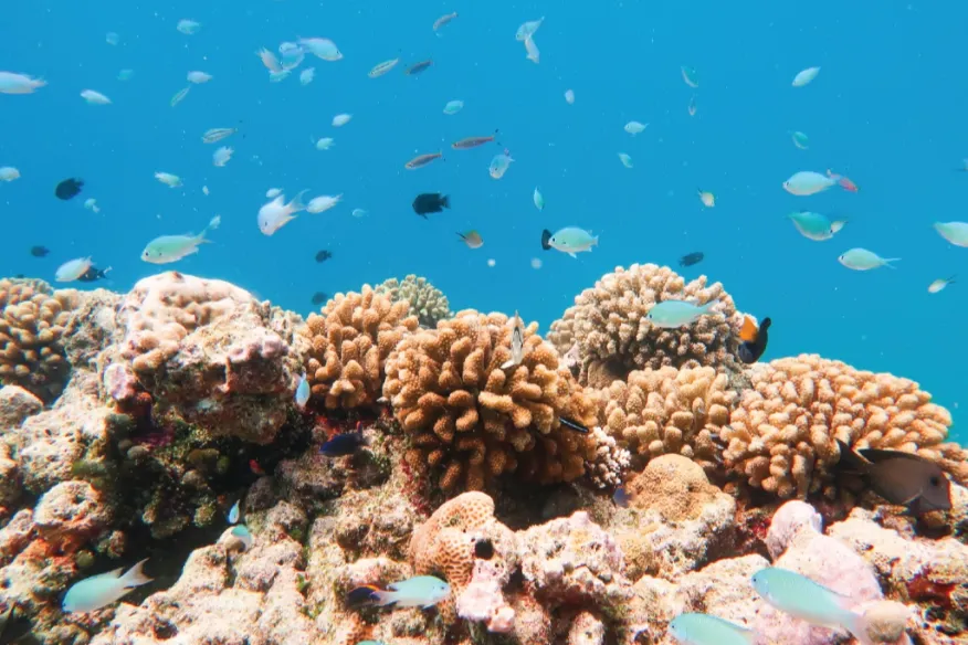 Guided coral garden snorkelling at Vakkaru Maldives with vibrant marine life