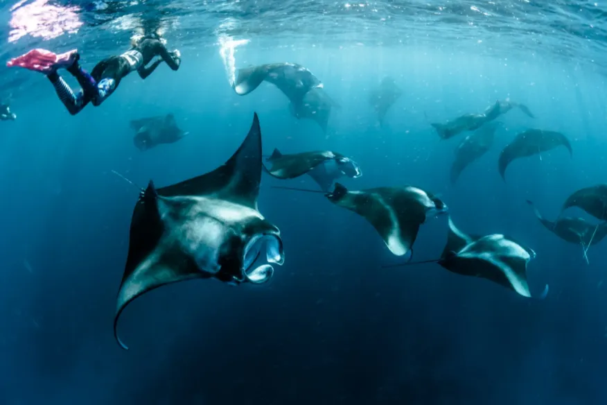 Manta ray snorkelling near Vakkaru Maldives in Hanifaru Bay reef waters