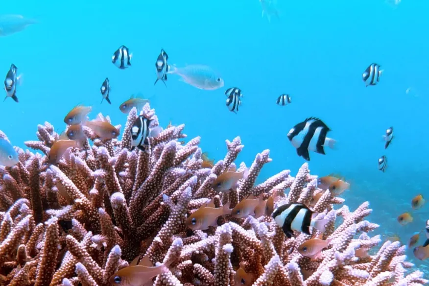 Private coral garden snorkelling at Vakkaru Maldives with luxury reef experience