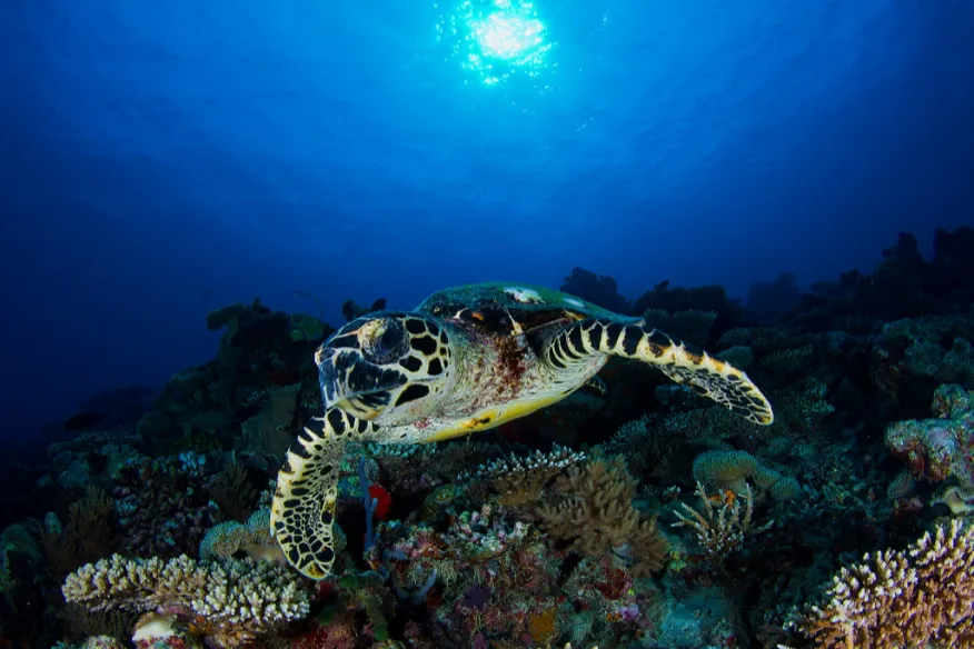 Private turtle snorkelling at Vakkaru Maldives with guided reef experience
