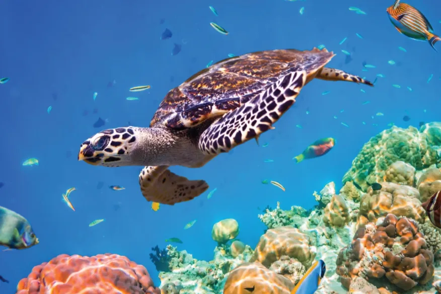 Turtle snorkelling at Vakkaru Maldives reef with guided experience