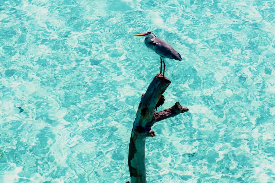 Heron standing in the shallow turquoise waters surrounding Vakkaru Maldives in Baa Atoll.