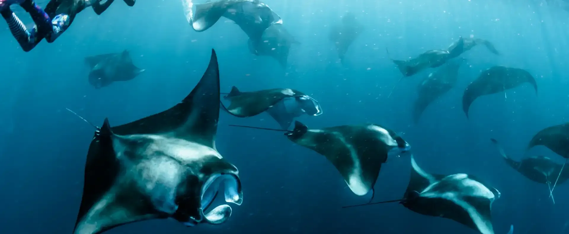 Manta ray experience at Vakkaru Maldives showcasing marine adventures in the Baa Atoll waters.