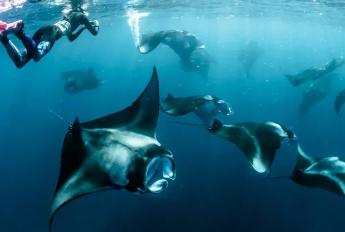 Unforgettable Encounters: Experience the Magic of Manta Rays with Vakkaru Maldives
