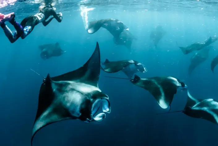 Manta rays swimming in the ocean near Vakkaru Maldives with a diver above.