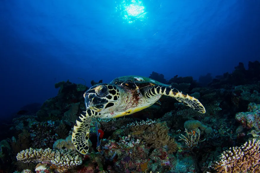 Sea turtle on coral reef at Vakkaru Maldives.