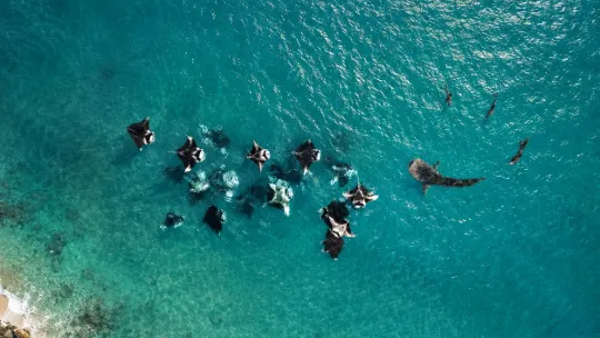 Group of manta rays swimming in the turquoise waters of the Maldives